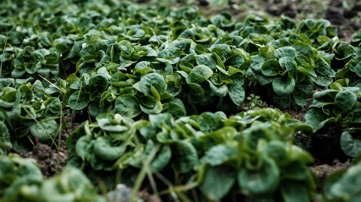 Improving Agriculture with CRISPR